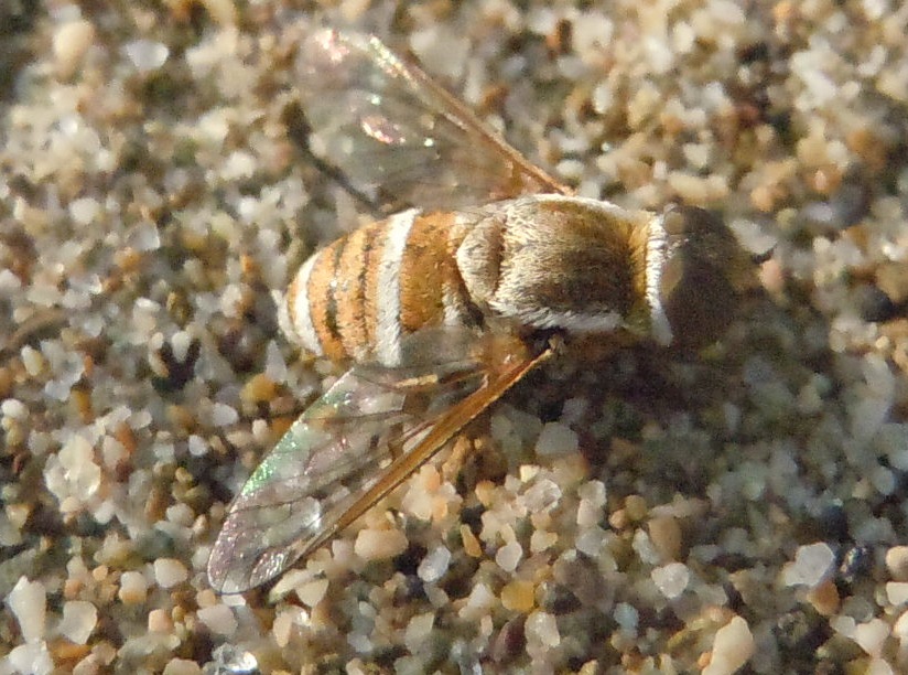 Bombyliidae: Exhyalanthrax muscarius